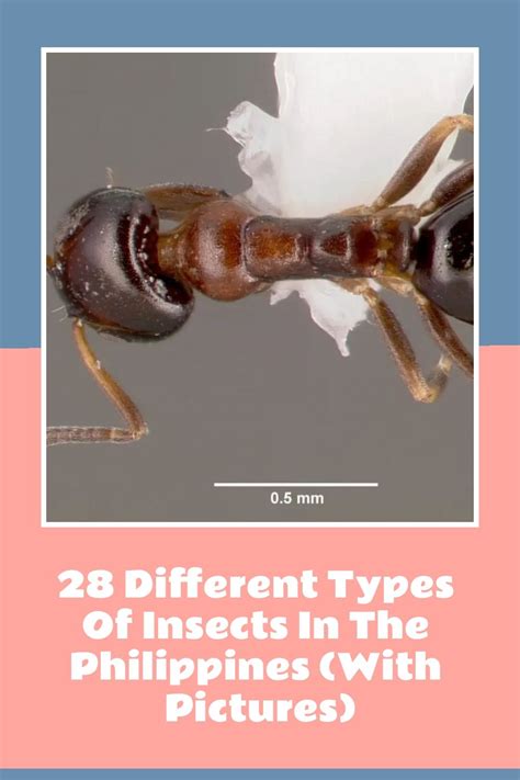 28 Different Types of Insects in the Philippines (With Pictures).